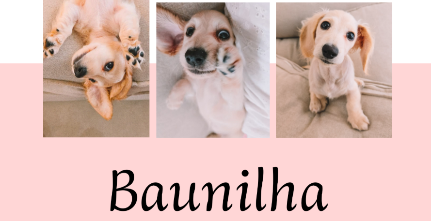 Vídeos de UGC Pet